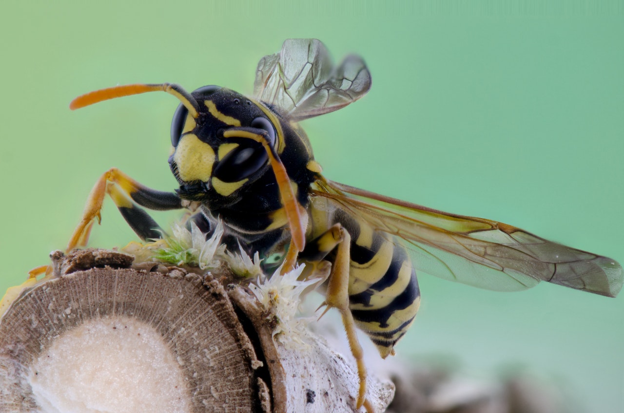 Hoe kun je wespen weghouden?