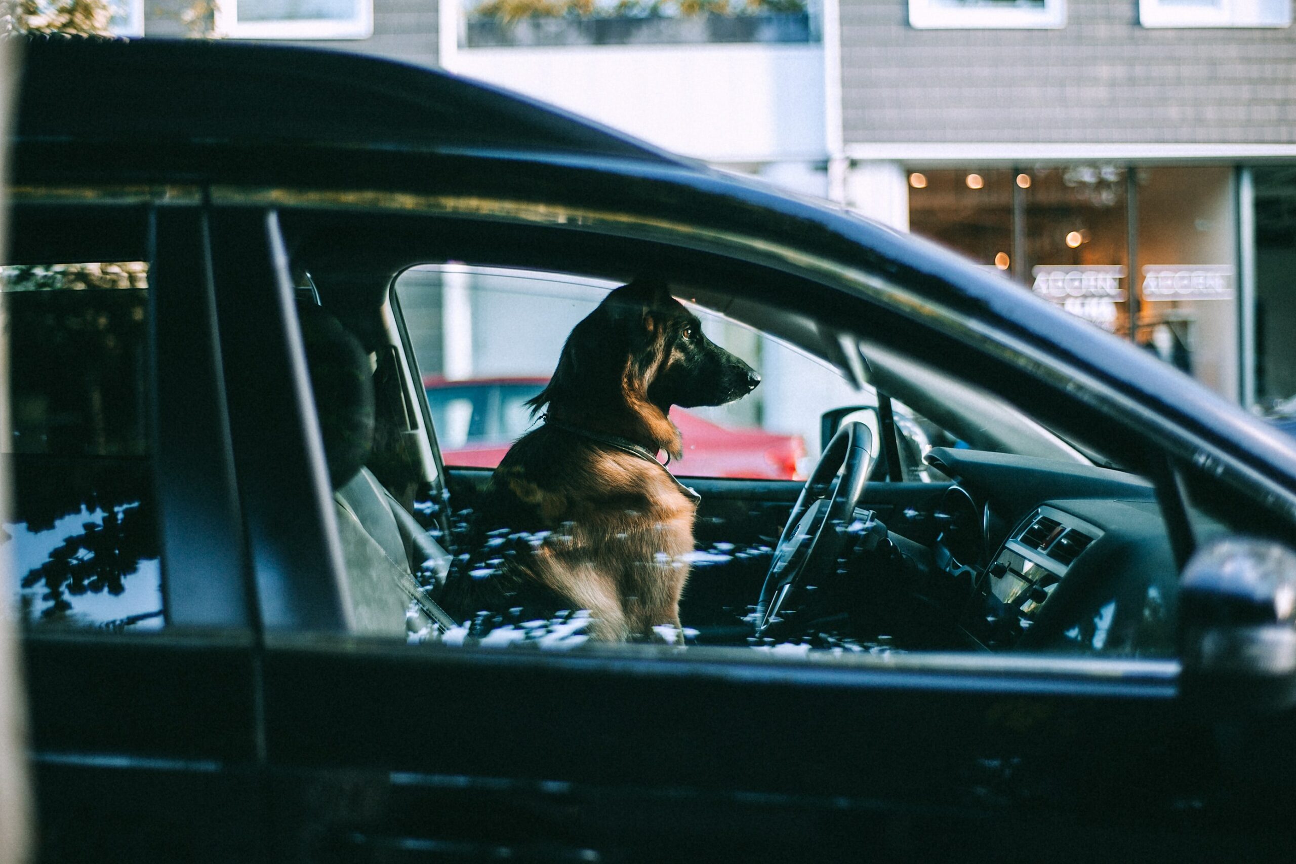 Hoe kun je jouw hond vervoeren in de auto?